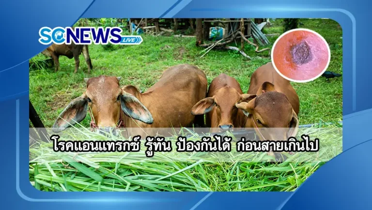 Read more about the article โรคแอนแทรกซ์ (Anthrax) รู้ทัน ป้องกันได้ ก่อนสายเกินไป