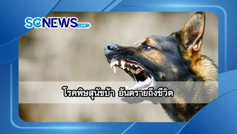 Read more about the article โรคพิษสุนัขบ้า อันตรายถึงชีวิต ป้องกันอย่างไรให้ปลอดภัย